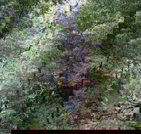 Kondalilla Falls Circuit Kondalilla National Park - Accommodation Search