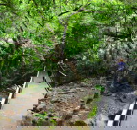 Rainforest Loop Walk Budderoo National Park - Accommodation Search