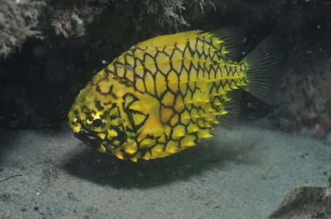 The Seaway Dive Site - Accommodation Search 2