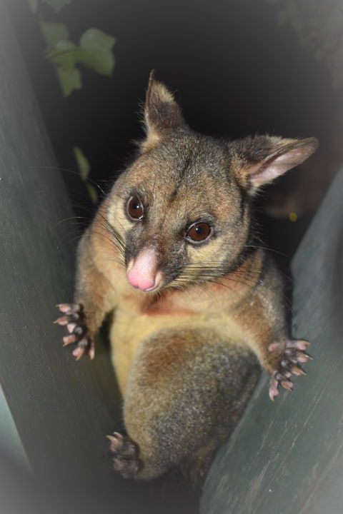 Umpherston Possum Tours - Accommodation Search 1