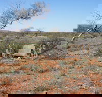 Winnecke Goldfield Cemetery - Accommodation Search