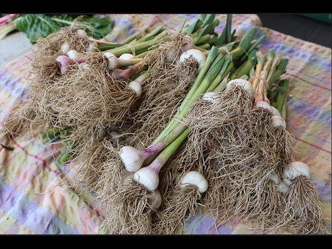 Queanbeyan Park Market - Accommodation Search 0