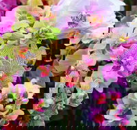 Tinonee Orchid Nursery - Accommodation Search