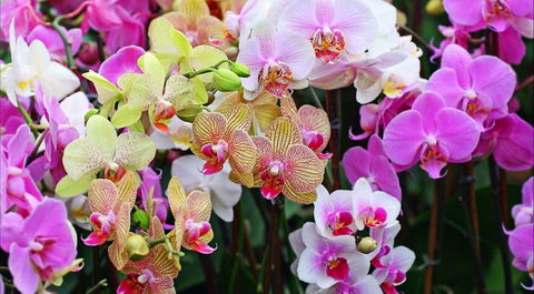Tinonee Orchid Nursery - Accommodation Search 0
