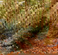 Burrawang Walking Track - Accommodation Search