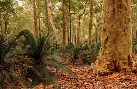 Burrawang Walking Track - Accommodation Search 0