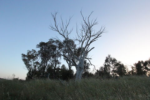 Cooleman Ridge - Accommodation Search 1