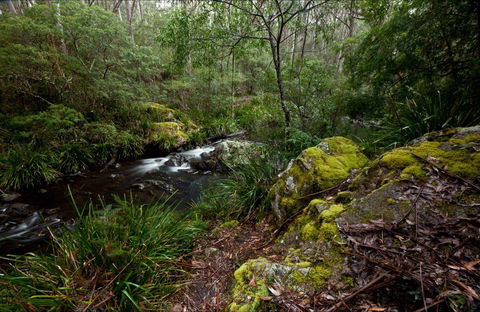 Mongarlowe River Picnic Area - Accommodation Search 0
