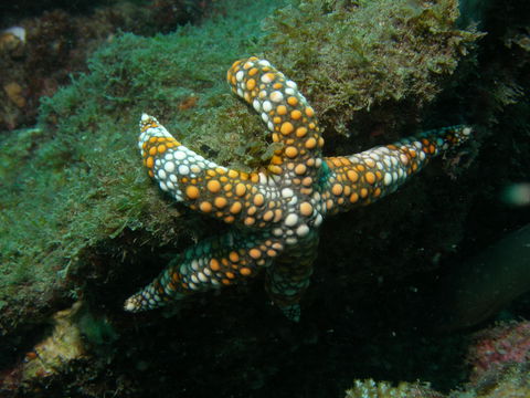 Mudjimba (Old Woman) Island Dive Site - Accommodation Search 0