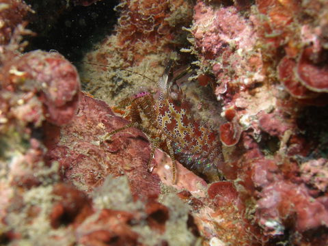 Mudjimba (Old Woman) Island Dive Site - Accommodation Search 2