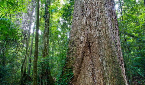 Murray Scrub Walking Track - Accommodation Search 0