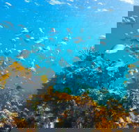 Snorkelling McKenzies Beach - Accommodation Search