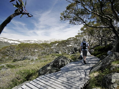 Snow Gums Boardwalk - Accommodation Search 0
