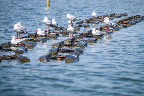 Catch A Crab Tour With Optional Seafood Lunch - Accommodation Search 2
