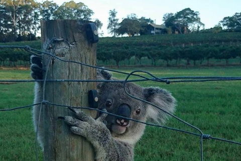 The Secret Vines Experience Port Macquarie - Accommodation Search 1