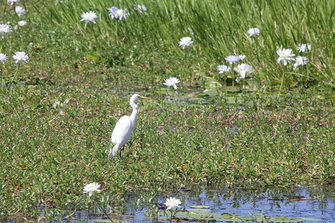 Jumping Crocs & Nature Adventure Cruise From Darwin - Accommodation Search 1