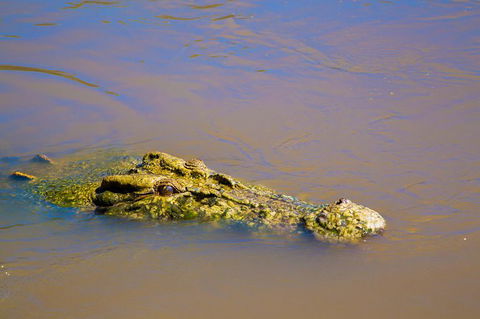 Jumping Crocs & Nature Adventure Cruise From Darwin - Accommodation Search 9