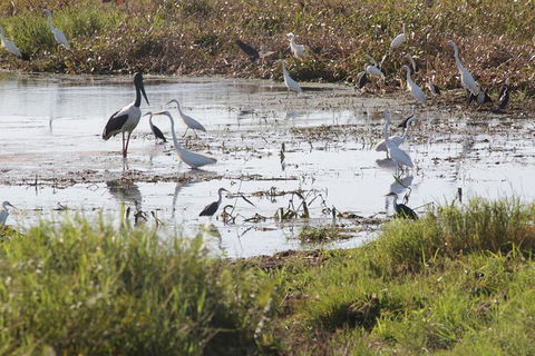 Jumping Crocs & Nature Adventure Cruise From Darwin - Accommodation Search 7