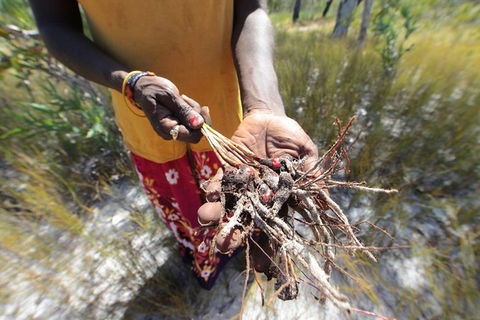 Gay-Wu Woman\'s 5 Day Yolngu Homeland Tour - Accommodation Search 10