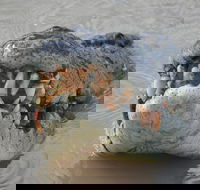 Jumping Crocodile Day Trip from Darwin - Accommodation Search