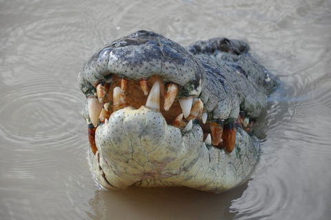 Jumping Crocodile Day Trip From Darwin - Accommodation Search 0
