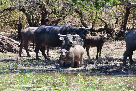 Jumping Crocodile Day Trip From Darwin - Accommodation Search 5