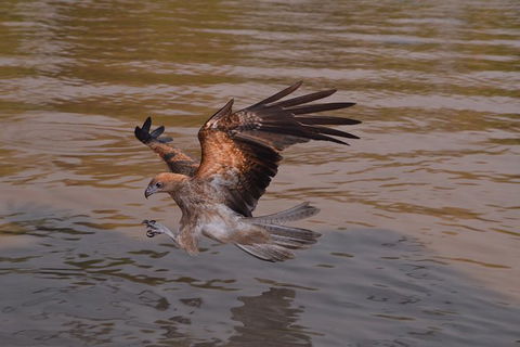 Jumping Crocodile Day Trip From Darwin - Accommodation Search 3