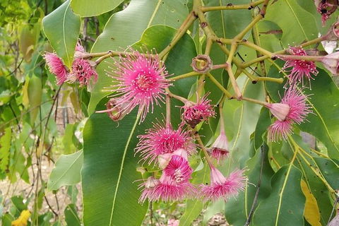 Full-Day Private Guided Tour To Litchfield National Park - Accommodation Search 5