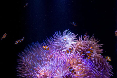 SEA LIFE Sunshine Coast Aquarium Entrance Ticket - Accommodation Search 1