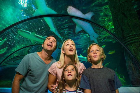 SEA LIFE Sunshine Coast Aquarium Entrance Ticket - Accommodation Search 3