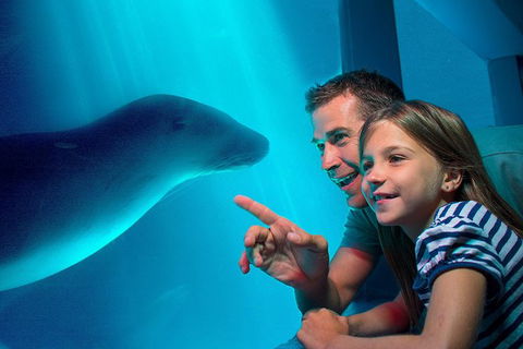 SEA LIFE Sunshine Coast Aquarium Entrance Ticket - Accommodation Search 0
