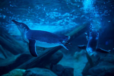 SEA LIFE Sunshine Coast Aquarium Entrance Ticket - Accommodation Search 2