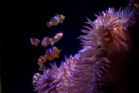 SEA LIFE Sunshine Coast Aquarium Entrance Ticket - Accommodation Search 6