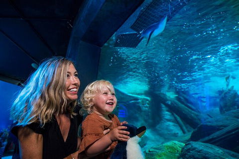 SEA LIFE Sunshine Coast Aquarium Entrance Ticket - Accommodation Search 4