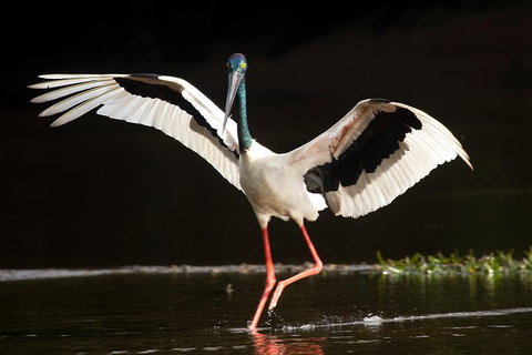 Daintree River - Private Photography Cruise - Accommodation Search 0