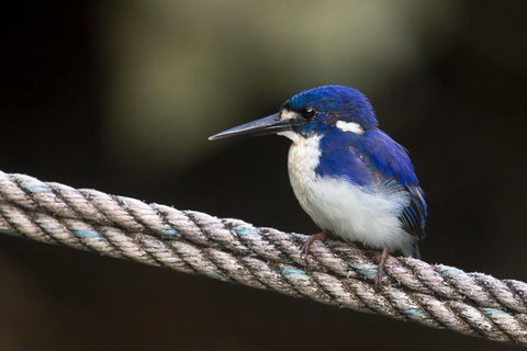Daintree River - Private Photography Cruise - Accommodation Search 1