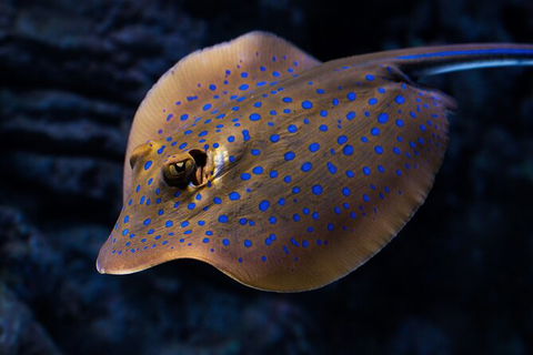 Cairns Aquarium Tour By Twilight With Drink And Appetiser - Accommodation Search 5
