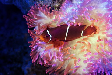 Cairns Aquarium Tour By Twilight With Drink And Appetiser - Accommodation Search 2