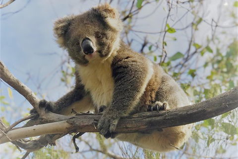 Kangaroo Island Scenic Trail Tour - Accommodation Search 2
