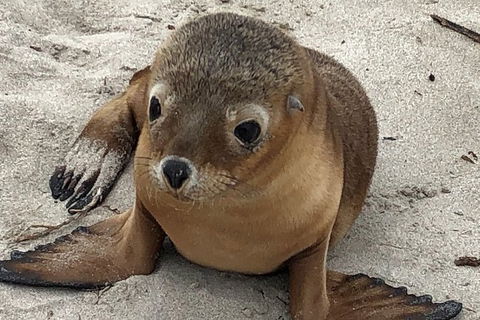 Kangaroo Island Scenic Trail Tour - Accommodation Search 6