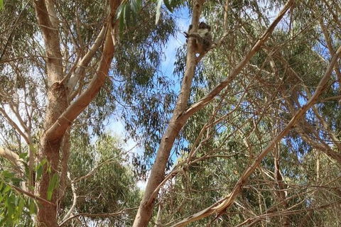 Kangaroo Island 4WD - Best Of KI In 2 Days - Accommodation Search 5