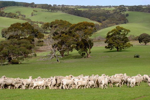 Kangaroo Island Luxury Small Group \'Island Life\' Full Day Tour - Accommodation Search 4