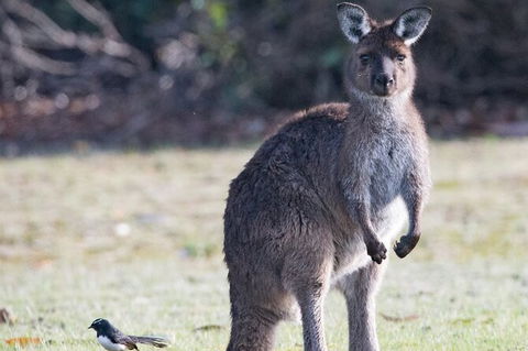 Kangaroo Island Luxury Small Group \'Island Life\' Full Day Tour - Accommodation Search 1