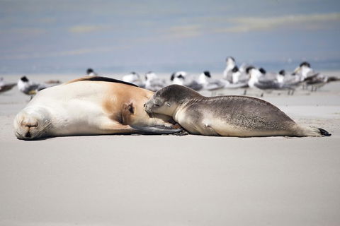 Kangaroo Island Luxury Small Group \'Island Life\' Full Day Tour - Accommodation Search 3