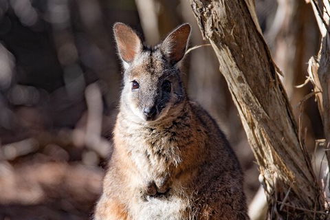 Kangaroo Island Luxury Small Group \'Island Life\' Full Day Tour - Accommodation Search 2