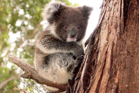 Kangaroo Island Luxury Small Group \'Island Life\' Full Day Tour - Accommodation Search 0