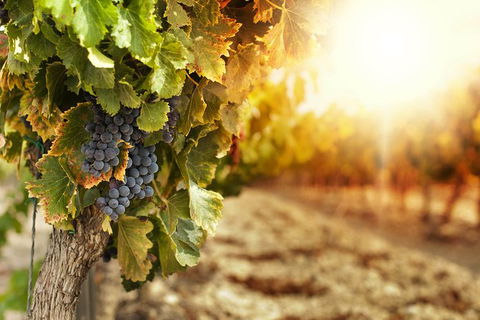 Kangaroo Island Half Day Food And Wine Trail Tour - Accommodation Search 0