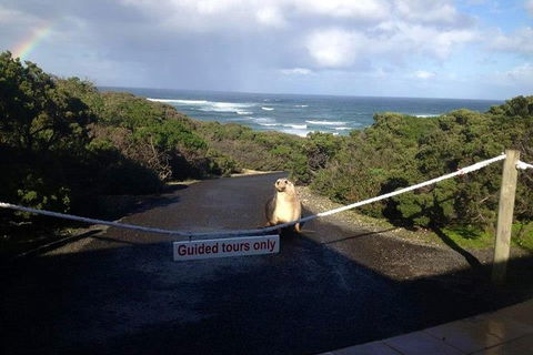 Kangaroo Island 4WD - Seal Bay - Accommodation Search 1