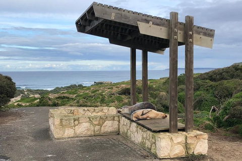 Kangaroo Island 4WD - Seal Bay - Accommodation Search 3