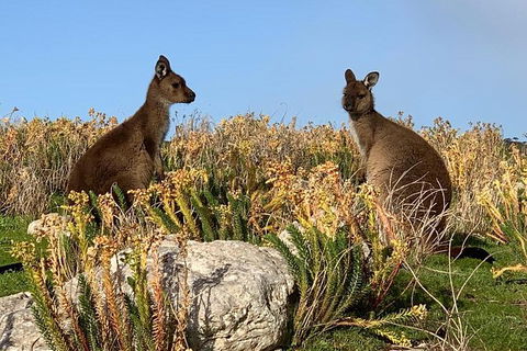 Kangaroo Island 4WD - Seal Bay - Accommodation Search 4